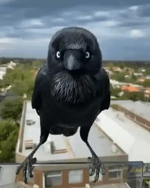 GIF Preview