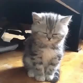 GIF Preview