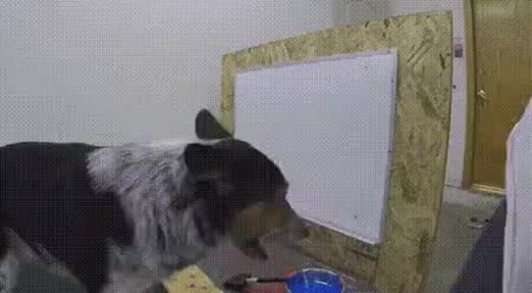 GIF Preview