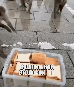 GIF Preview