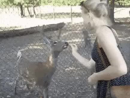 GIF Preview