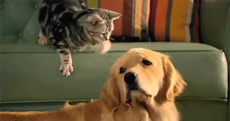 GIF Preview