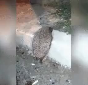 GIF Preview