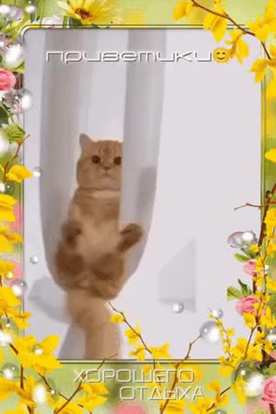 GIF Preview