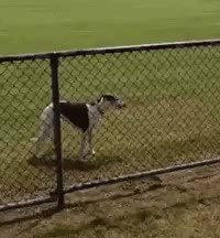 GIF Preview