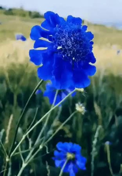 GIF Preview
