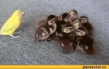 GIF Preview