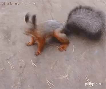 GIF Preview