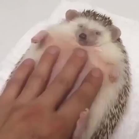 GIF Preview