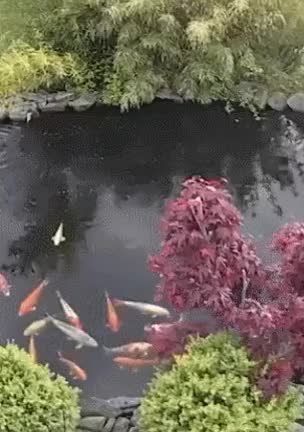 GIF Preview