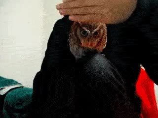 GIF Preview