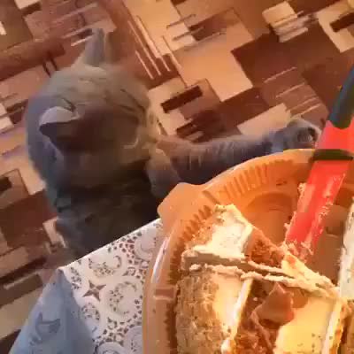 GIF Preview