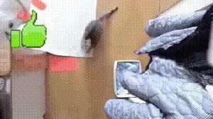 GIF Preview