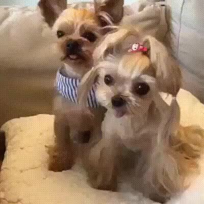 GIF Preview