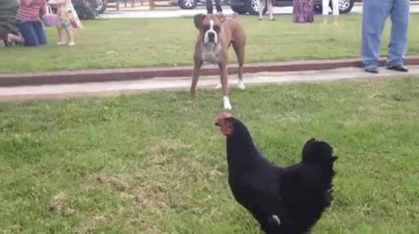 GIF Preview