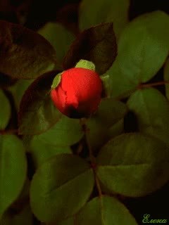GIF Preview