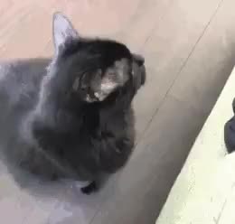 GIF Preview