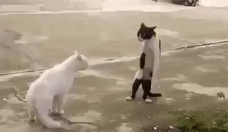 GIF Preview