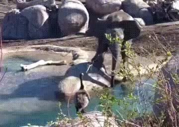 GIF Preview