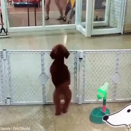 GIF Preview