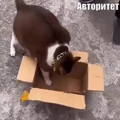 GIF Preview