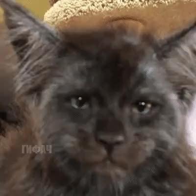 GIF Preview