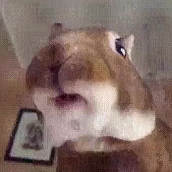 GIF Preview