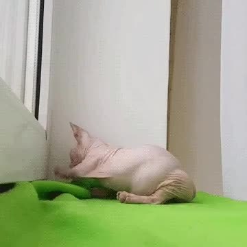 GIF Preview