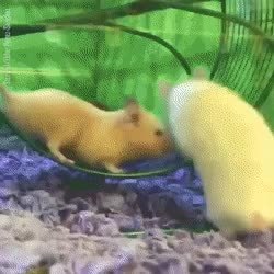 GIF Preview