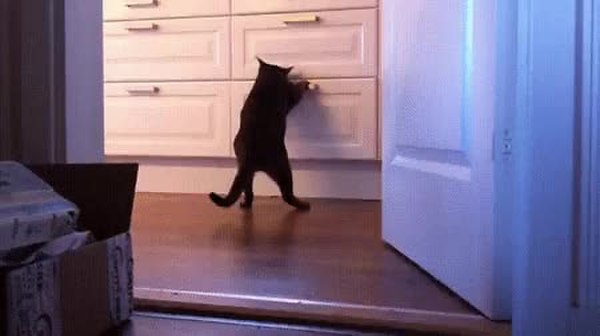 GIF Preview