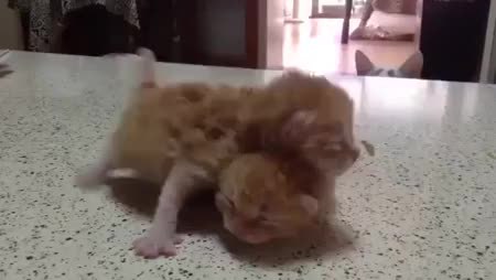 GIF Preview