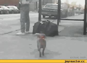 GIF Preview