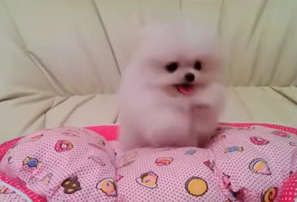 GIF Preview