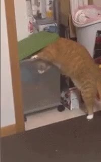 GIF Preview