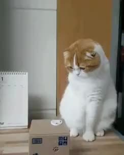 GIF Preview