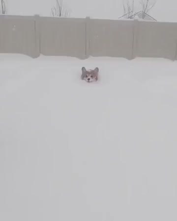 GIF Preview
