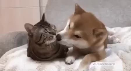 GIF Preview