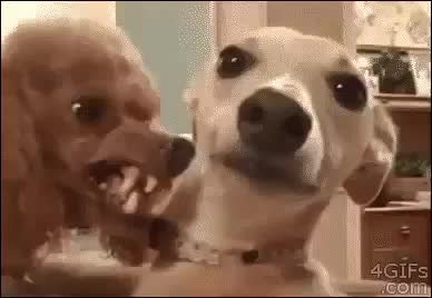 GIF Preview