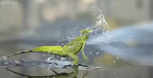 GIF Preview