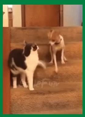 GIF Preview