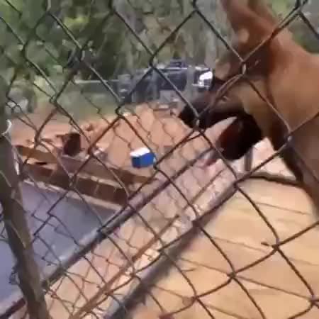 GIF Preview