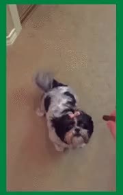 GIF Preview