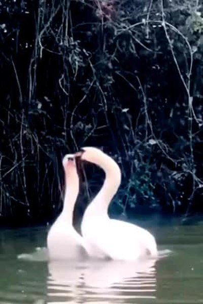 GIF Preview