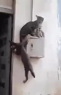 GIF Preview
