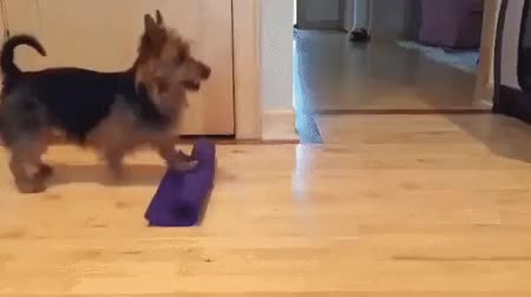 GIF Preview