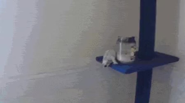 GIF Preview
