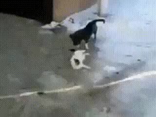 GIF Preview