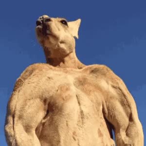 GIF Preview