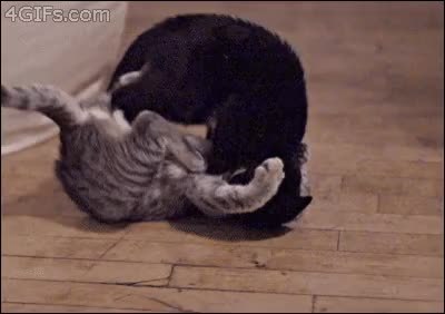 GIF Preview