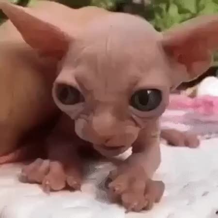 GIF Preview
